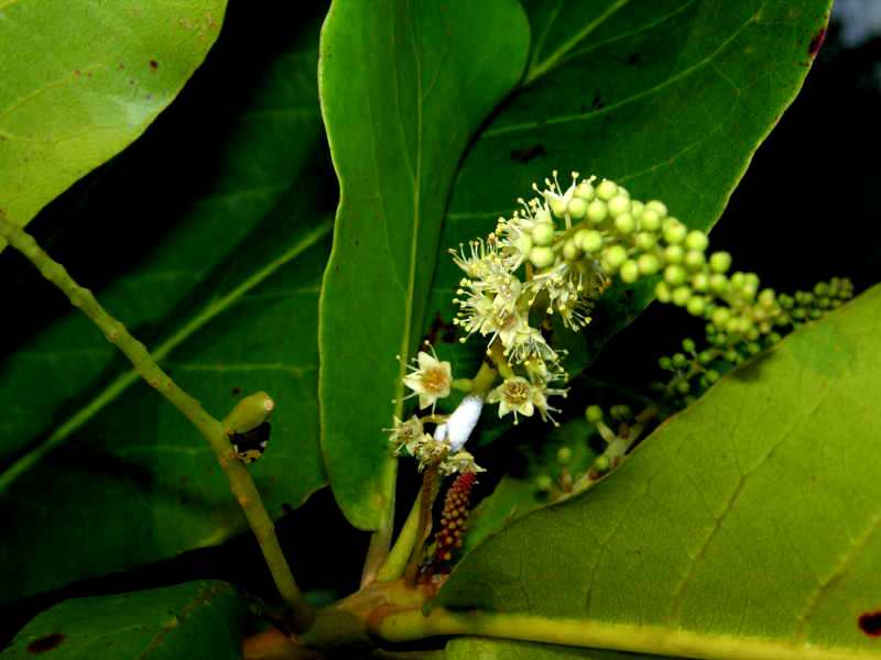 Seemandelbaum Blte