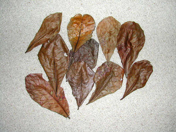 Seemandelbaum Blätter
