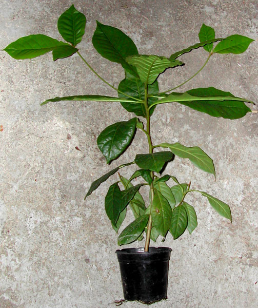 Seemandelbaum Stamm