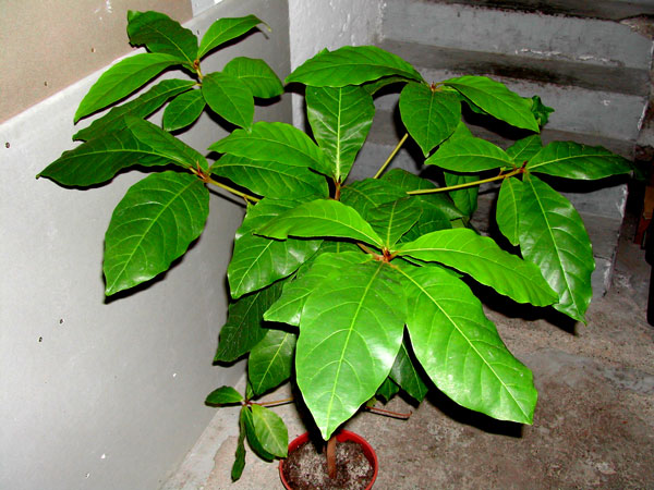 Seemandelbaum Bltter