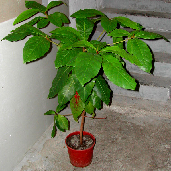 Seemandelbaum Stamm