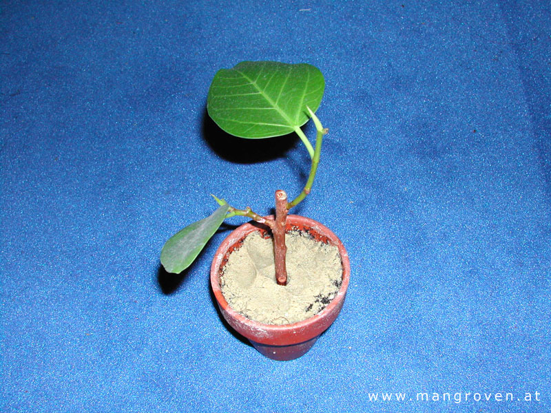 Seemandelbaum Steckling Vorher