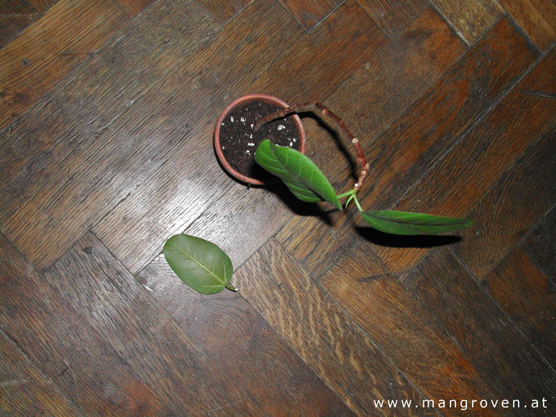 Terminalia catappa Steckling