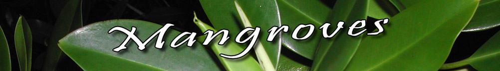 mangrove banner